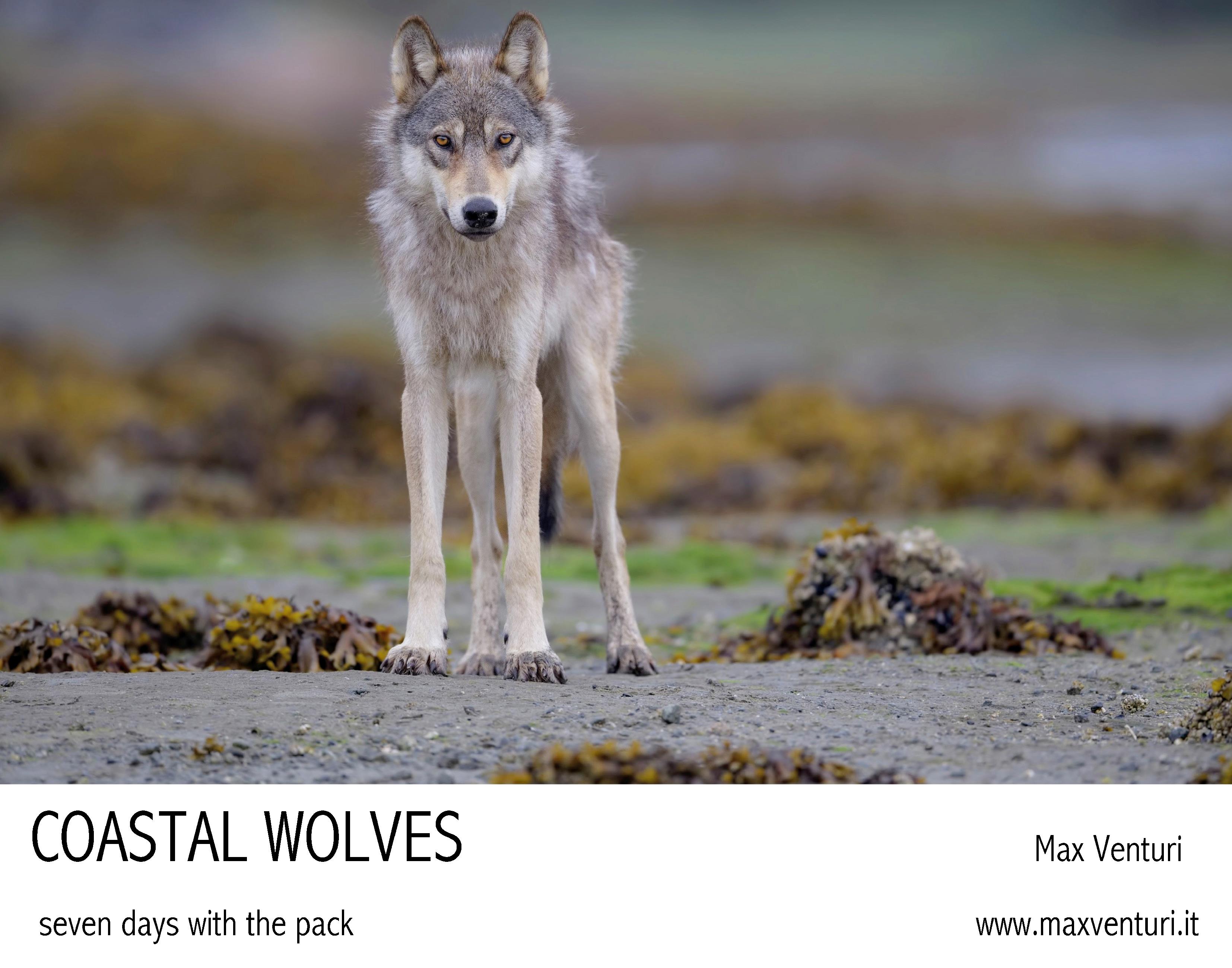 Coastal Wolves. Seven days with the pack