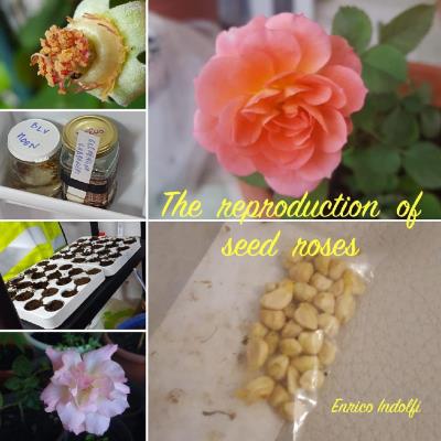 The reproduction of seed roses